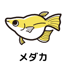 ●●●メダカ●●●